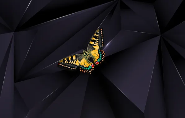 Butterfly, macro, black background, insect