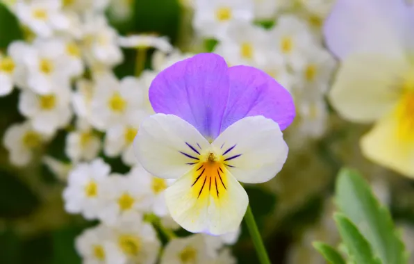 Картинка Цветы, Весна, Flowers, Spring