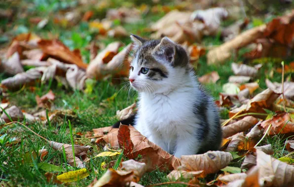 Картинка осень, кошка, трава, кот, взгляд, морда, листья, фон