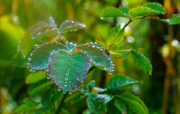 Water, drops, leaf