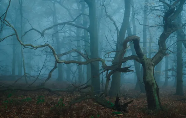 Лес, деревья, природа, туман, Великобритания, United Kingdom, Toby Cunningham