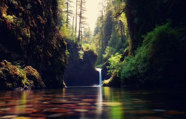 Картинка лес, вода, природа, ручей, водопадик