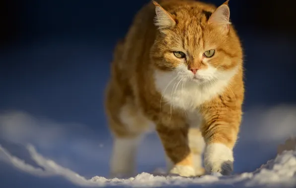 Картинка кот, снег, рыжий, Сергей Пупонин