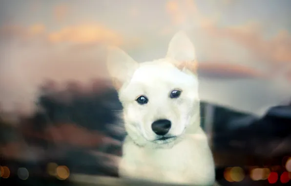 Взгляд, собака, щенок, white, puppy, bokeh, Shiba Inu