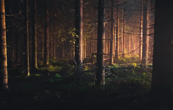 Картинка лес, свет, ствол, сосна