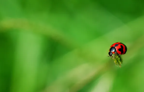 Лето, фон, божья коровка