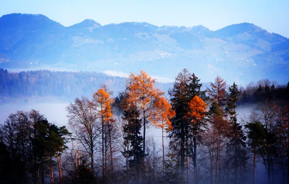 Картинка осень, лес, деревья, горы, туман