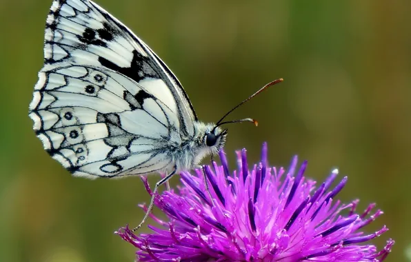 Flower, butterfly, insect
