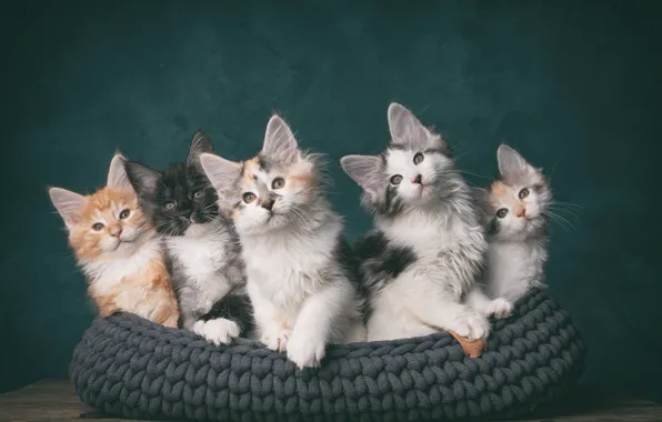 Кошки, котята, компания