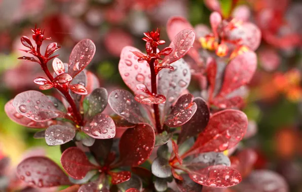 Red, water, drops, leaf