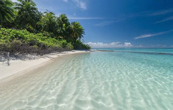Картинка море, пляж, природа, тропики, пальмы