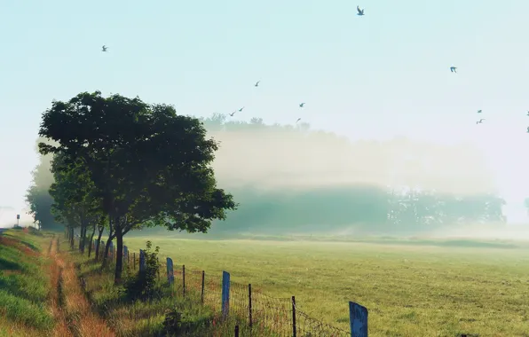 Картинка небо, трава, птицы, природа, туман, роса, забор, утро, обочина