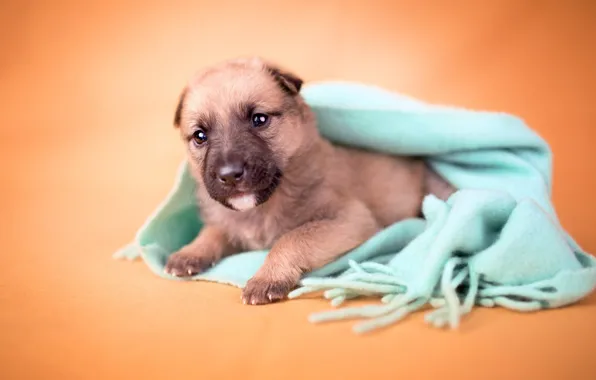 Картинка взгляд, оранжевый, фон, собака, размытие, маленький, шарф, малыш