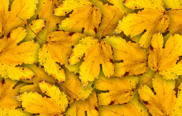 Картинка осень, листья, желтые, autumn