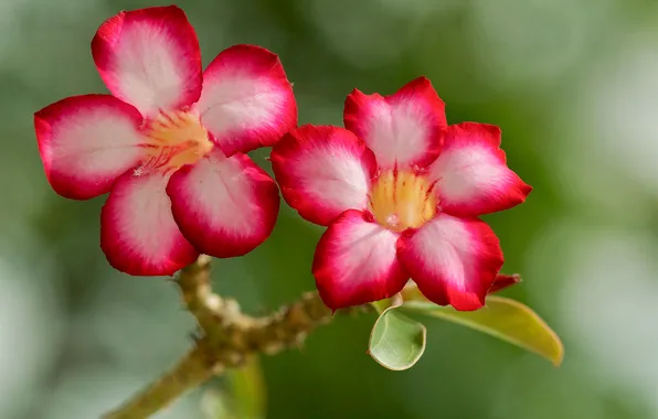 Деревья, цветы, ветки, природа, лепестки