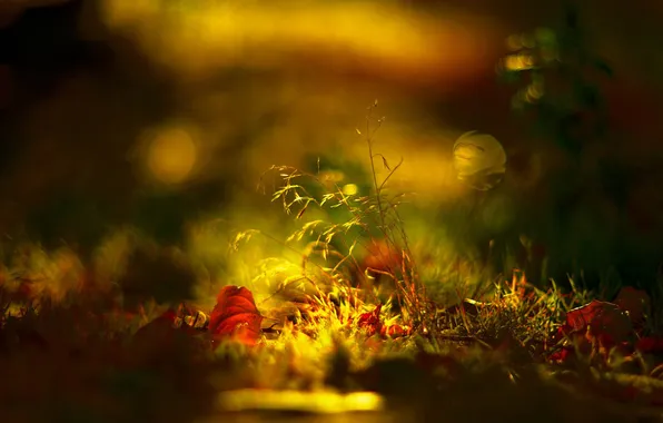 Картинка осень, листва, фокус