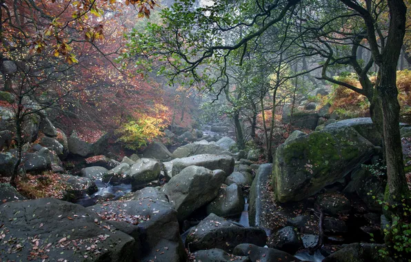 Картинка осень, лес, листья, деревья, ручей, камни, мох, Великобритания