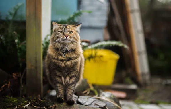 Кот, пушистый, прогулка