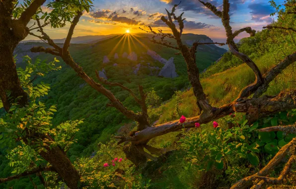 Картинка лес, деревья, закат, цветы, горы, Россия, Крым, Крымские горы