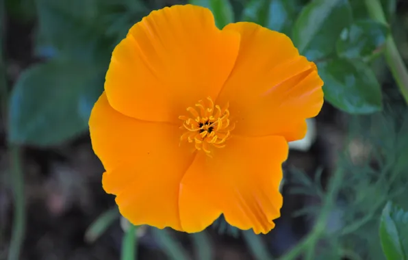 Картинка Макро, Macro, Желтый цветок, Календула, Yellow flower