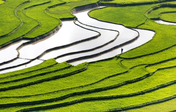 Картинка поле, вода, зеленая трава, человек, рис, field, water, man