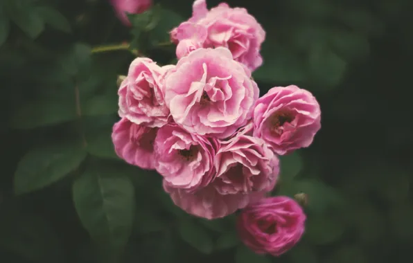 Цветы, лепестки, розовые
