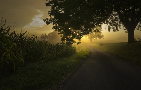 Картинка fog, sunrise, Into the mist