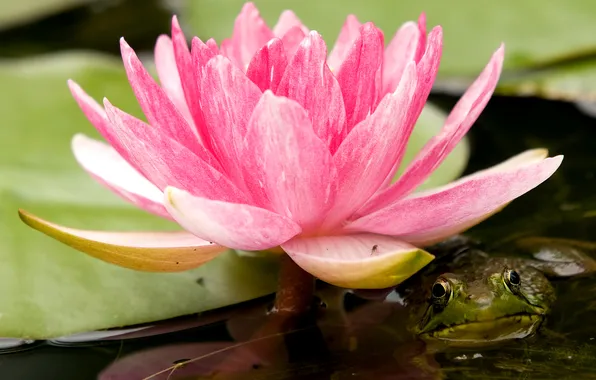 Картинка цветок, взгляд, морда, лягушка, лотос, водоём