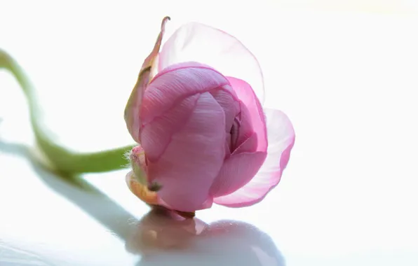 Картинка цветок, розовый, ranunculus, лютик