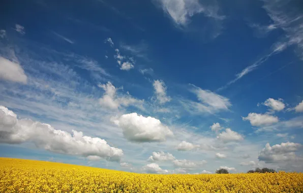 Картинка поле, лето, небо, цвета, облака, цветы, природа, фон