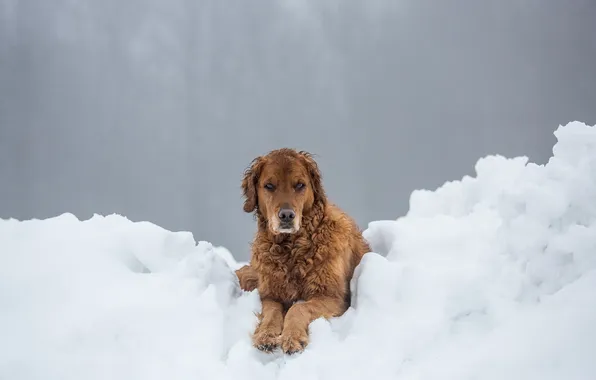 Картинка зима, взгляд, снег, друг, собака