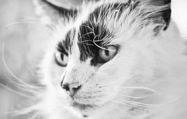 Beautiful, чёрно-белый, Cat
