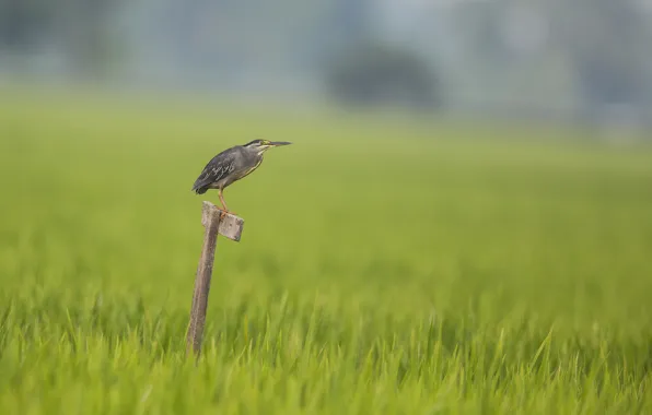 Трава, grass, цапля, heron, окунь Герона, heron's perch
