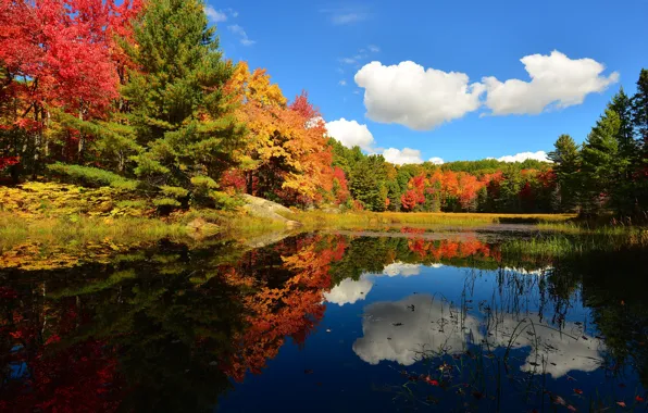 Картинка осень, лес, небо, облака, деревья, пруд