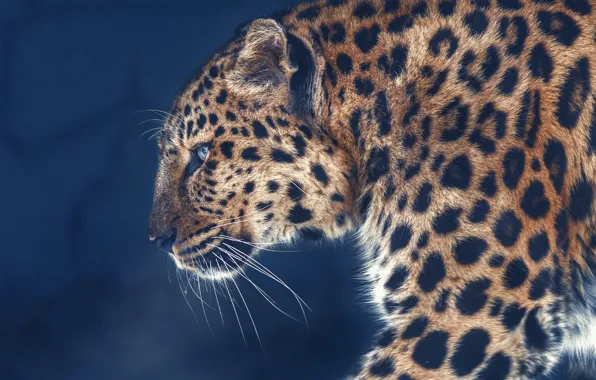 Картинка фон, портрет, леопард, профиль, дикая кошка, Олег Богданов