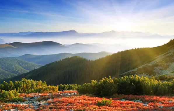 Картинка лес, солнце, лучи, горы, природа, туман, рассвет, утро
