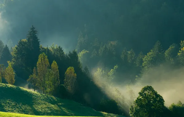 Картинка лес, горы, природа, туман, утро