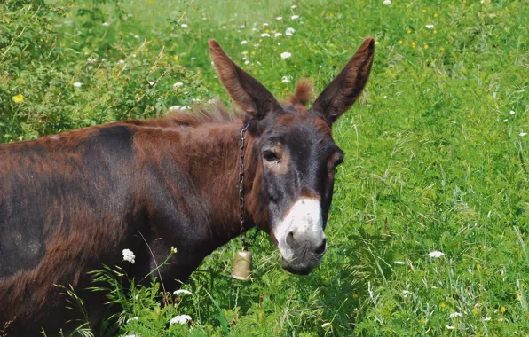 Grass, nature, donkey