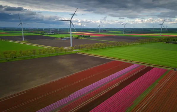 Дорога, цветы, поля, равнина, Flower Carpets