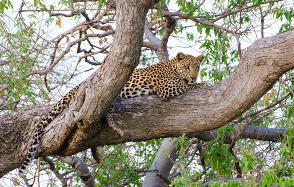 Картинка отдых, хищник, леопард, лежит, дикая кошка, на дереве, наблюдение