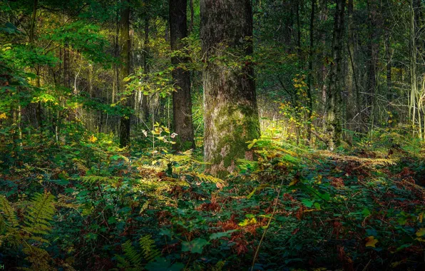 Картинка зелень, лес, свет, дерево