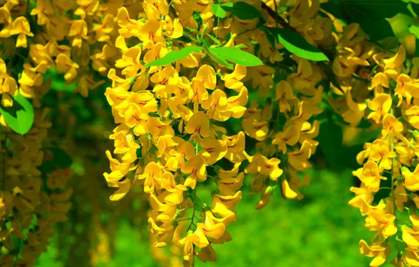 Картинка Весна, Spring, Цветение, Желтые цветы, Flowering, Yellow flowers