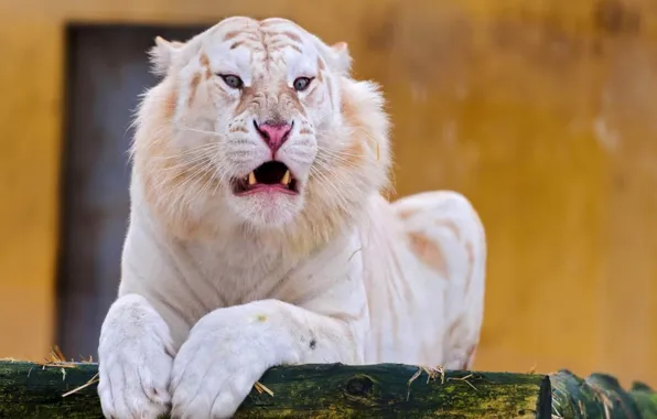 Tiger, predator, albino, grin, big cat