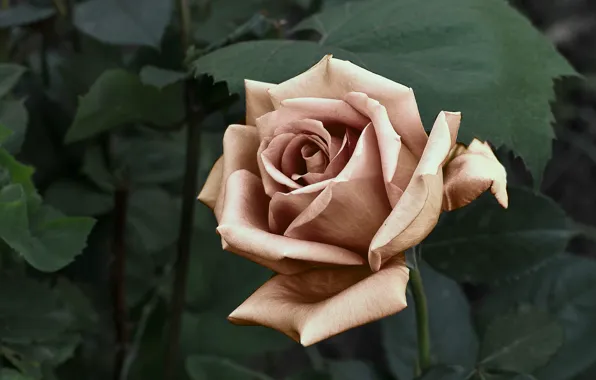 Картинка листья, цветы, розы, обработка