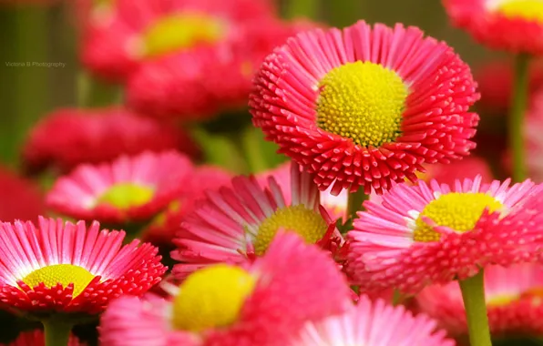 Макро, цветы, красный, растение