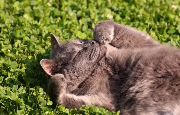 Кошка, взгляд, поза, котенок, мордашка
