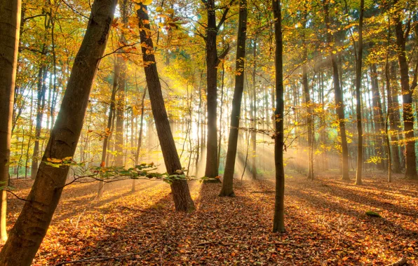 Картинка осень, лес, свет, деревья, природа