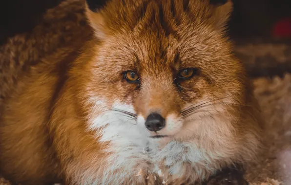 Животные, красиво, лиса, fox, зоопарк