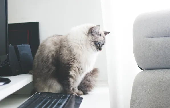 Кошка, кот, пушистый, клавиатура