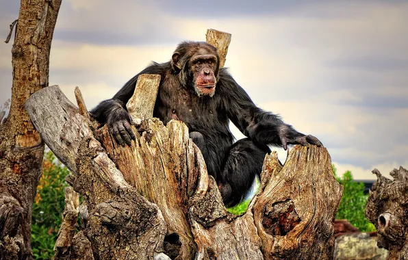Шимпанзе, раздумья, досуг